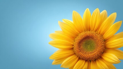 Obraz premium Bright Sunflower Bloom with Yellow Petals Against Soft Blue Background Perfect for Nature and Floral Themes
