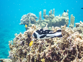 マダラタルミ, Black snapper, Macolor niger,...