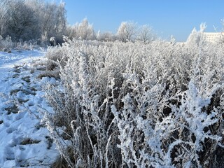 Frosty winter day and blue sky. A beautiful winter landscape, everything covered in snow.