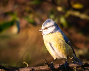 Blue Tits catching the last rays of the sun, at East Chevington Pool, Northumberland, October 2025 © Neil_Benison_Photos