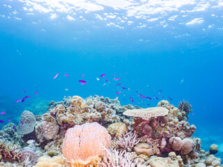 ハナゴイ, Purple queen, Amethyst anthias, Pseudanthias pascalus, ハタ科, デバスズメダイ, Blue green damselfish, Chromis viridis, Blue green chromis, スズメダイ科, 美しいサンゴ礁と熱帯魚の群れ。 安室島沖縄県 島尻郡慶良間諸島座間味島-2025 サンゴの産卵があり卵が漂う。沖縄