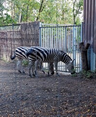 Two Zebras Grazing in Zoo Enclosure
