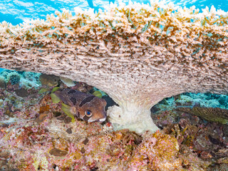 産後に隠れるヒトヅラハリセンボン, Black-blotched Porcupinefish, Diodon liturosus,...