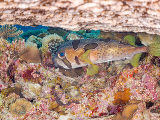 産後に隠れるヒトヅラハリセンボン, Black-blotched Porcupinefish, Diodon liturosus, ハリセンボン科,
美しいサンゴ礁と熱帯魚の群れ。
安室島沖縄県
島尻郡慶良間諸島座間味島-2025
サンゴの産卵があり卵が漂う。沖縄本島から40km西方の諸島。30以上の島嶼群全体が国立公園に指定。珊瑚礁の青い海と白い砂浜は世界屈指の美。貴重な動植物が多数生息。
