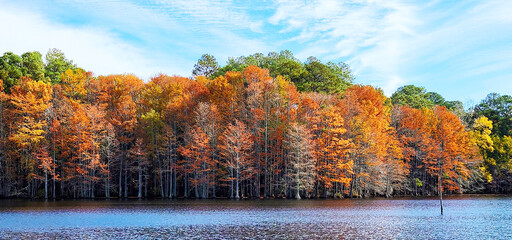 Trees in Water, Mazarick Park, Fayetteville, NC, USA	