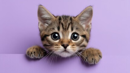Adorable striped kitten with large bright eyes peeking over a purple background, showcasing its playful and curious expression in a vibrant setting