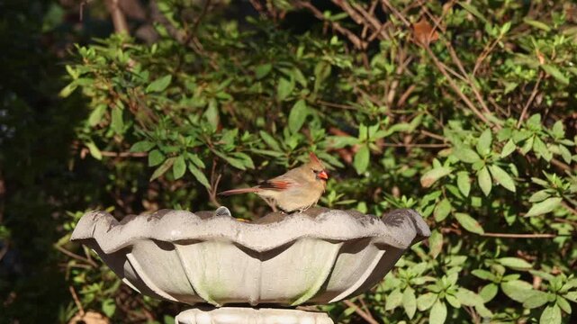Female northern cardinal bathing in bird bath. 