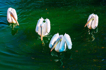 Four white pelicans glide gracefully across green water, their formation creating sense of quiet symmetry. Reflections ripple highlighting contrast between bright plumage and dark, serene surface