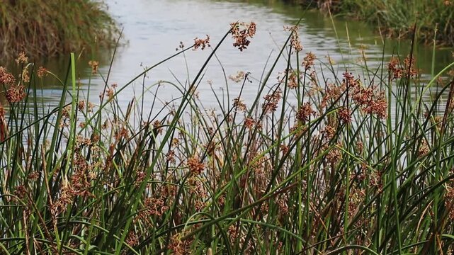 Green Reeds Swaying In Breeze With Ripples On Water In Background
