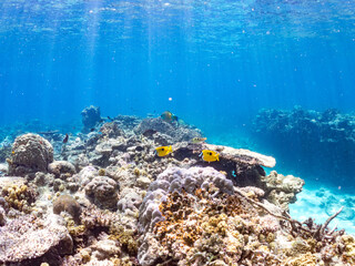 ヒフキアイゴ, Blotched foxface, Siganus unimaculatus, アイゴ科,
ヒブダイ, Blue-barred parrotfish, Scarus ghobban, ブダイ科,
デバスズメダイ, Blue green damselfish, Chromis viridis, Blue green chromis, スズメダイ科,
美しいサンゴ礁と熱帯魚の群れ。
