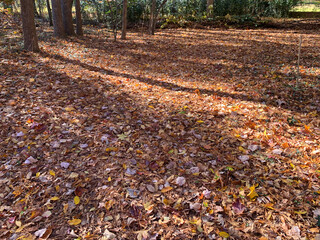 NC Huntersville Autumn Fallen Leaves at Treeline 2025