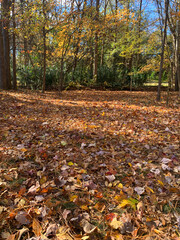 NC Huntersville Autumn Fallen Leaves at Treeline V 2025