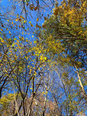 NC Hville Autumn Leaves Changing and Falling V3 2025