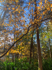 NC Hville Autumn Leaves Changing and Falling V4 2025