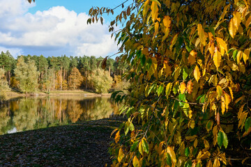 Nature landscape with lakes and pine trees woods near Veldhoven and Waalre, Kermpen forests, walking in autumn, North Brabant, The Netherlands