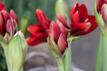 Blossom of winter flowers, christmas decoration flowers, red amaryllises, nature background