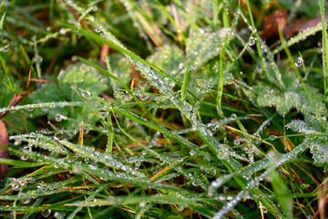 Morning dew or rain dropes shine as diamonds in sunlights on green grass, nature background