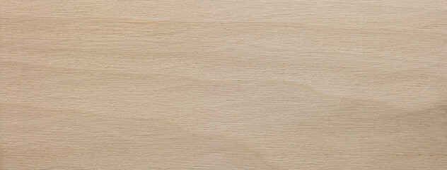 poplar wood texture (Liriodendron tulipifera), poplar wood grain. high resolution, light colored whitish colored poplar wood. 