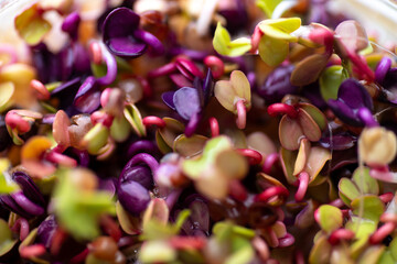 Obraz premium Close up of Colorful Radish Micro Greens Growing in Clear Glass Container