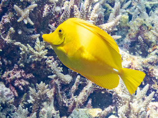 Obraz premium キイロハギ, 英名学名科目： Yellow tang, Zebrasoma flavescens, ニザダイ科, 美しいサンゴ礁と熱帯魚の群れ。 安室島沖縄県 島尻郡慶良間諸島座間味島-2025 サンゴの産卵があり卵が漂う。沖縄本島から40km西方の諸島。30以上の島嶼群全体が国立公園に指定。珊瑚礁の青い海と白い砂浜は世界屈指の美。貴重な動植物が多数生息。 