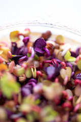 Close up of Colorful Radish Micro Greens Growing in Clear Glass Container