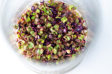 Close up of Colorful Radish Micro Greens Growing in Clear Glass Container
