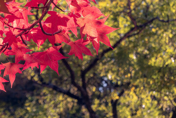 秋のフウノキ　滋賀県大津市びわこ文化公園
