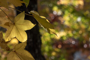 秋のフウノキ　滋賀県大津市びわこ文化公園