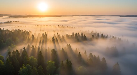 Golden Sunrise Rays Pierce Through Misty Forest Canopy, Illuminating Serene Woodland Landscape.