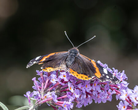 Red admiral butterfly on a buddleia bush.
