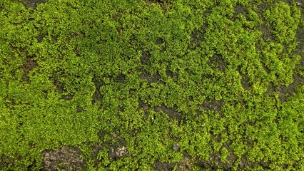 Green moss background on the rock surface. 