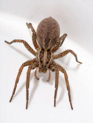 Hogna radiata is a species of wolf spider. Female.