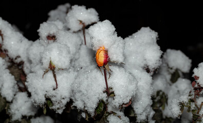 Rose branches with green leaves and flowers, covered with the first snow, against the background of the night sky.