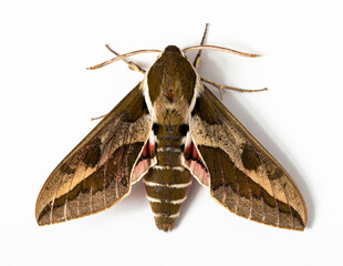 Hyles euphorbiae, the spurge hawk-moth, is a European moth of the family Sphingidae. Male.