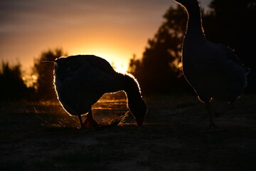 sunset in the desert © Sebastian