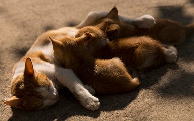 A family of red cats. A mother cat feeds kittens with breast milk.