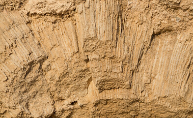 Fossil corals of the Red Sea. Ancient creatures, turned into stone. Reef corals.