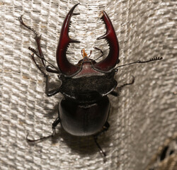 Lucanus cervus is the best-known species of stag beetle (family Lucanidae) in Western Europe. The imago is a male insect.