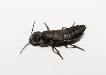 Ocypus is a genus of rove beetles in the subfamily Staphylininae. (Ocypus curtipennis).