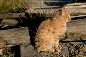 A little red kitten is sitting on the boards. Association with loneliness.