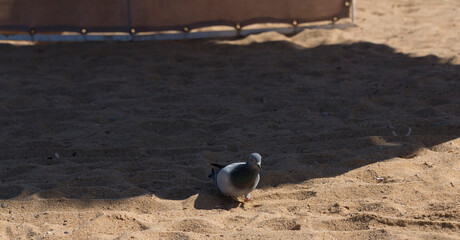 A legless pigeon on a sandy beach of the red Sea is looking for food.