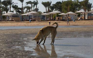 Egypt. Red wild dogs on the shore of the red sea. The animal catches fish at low tide. The hunting skills of a predator.