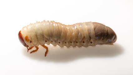 European rhinoceros beetle (Oryctes nasicornis) is a large flying beetle belonging to the subfamily Dynastinae. The insect larva is located on a white background before pupation.