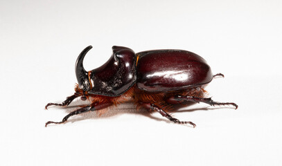 European rhinoceros beetle (Oryctes nasicornis) is a large flying beetle belonging to the subfamily Dynastinae. Imago, a male insect.