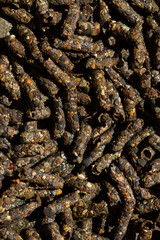 The caddisflies (order Trichoptera). Pupae. Larva with portable case of rock fragments.