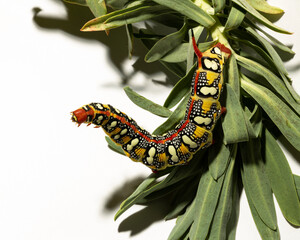 Hyles euphorbiae, the spurge hawk-moth, is a European moth of the family Sphingidae. The caterpillar eats the leaves of the Euphorbia virgata.
