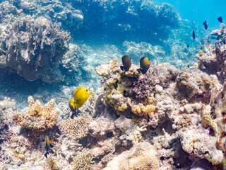 ゴマハギ, Twotone tang, Zebrasoma scopas,...