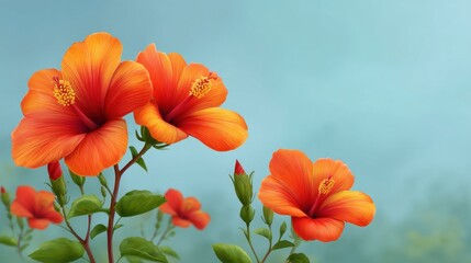 Vibrant Orange Hibiscus Flowers Blooming Against a Soft Blue Background, Capturing the Essence of Tropical Beauty and Nature’s Splendor