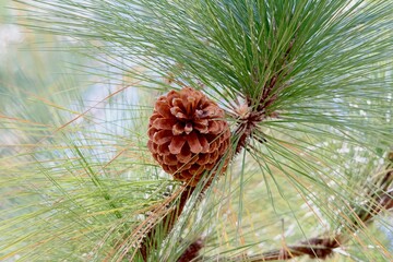 Pine cone in a tree