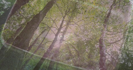 Fototapeta premium Displaying tall tree trunks reaching up in forest under hazy pink canopy, with lens flare bokeh